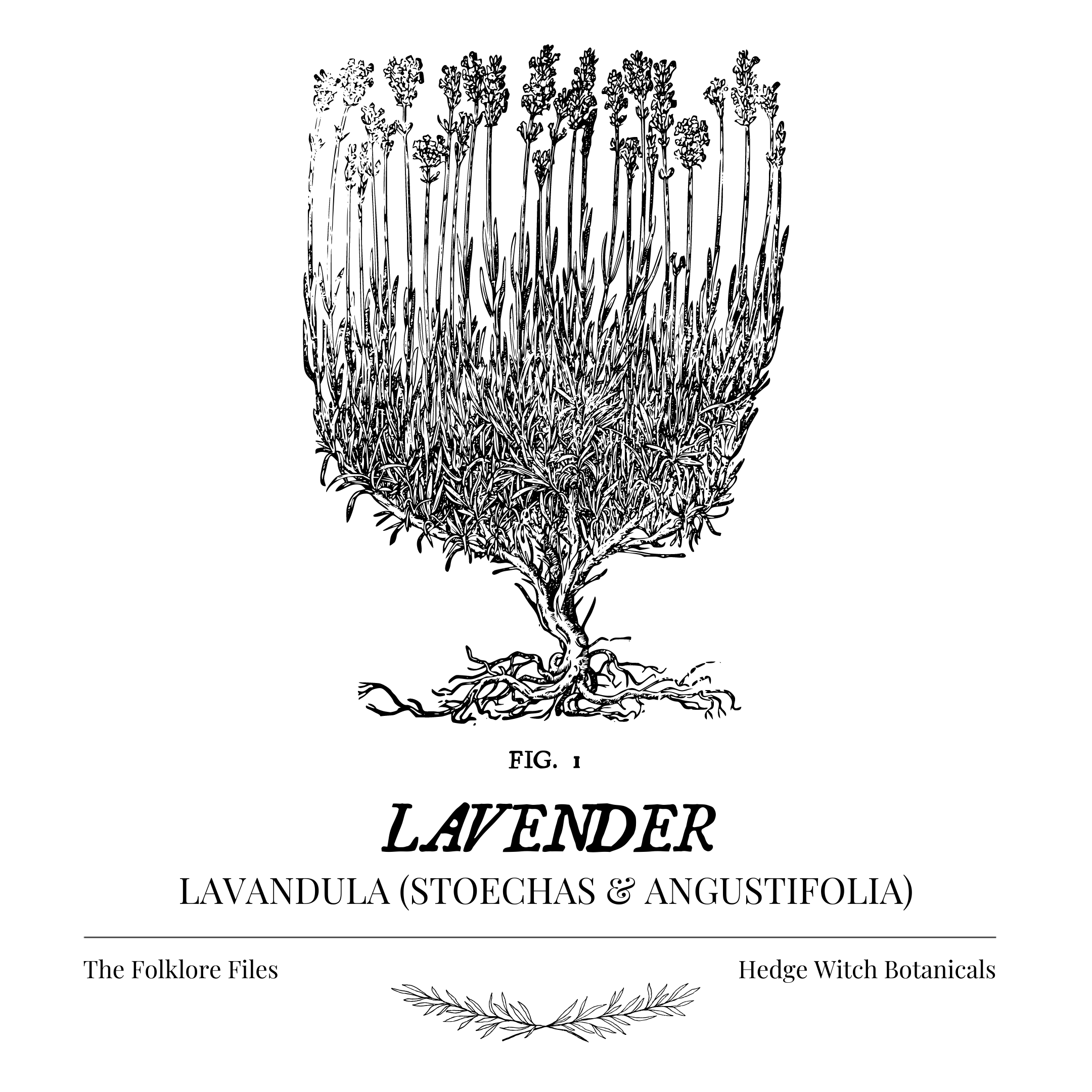 The Folklore Files: Lavender