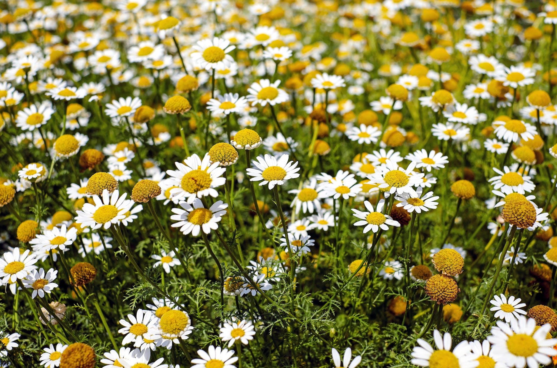 Botanicals 101: Chamomile (Matricaria chamomilla)