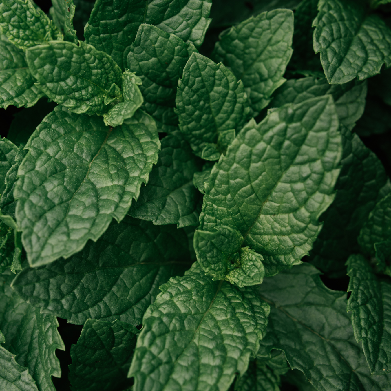 Botanicals 101: Peppermint (Mentha piperita)