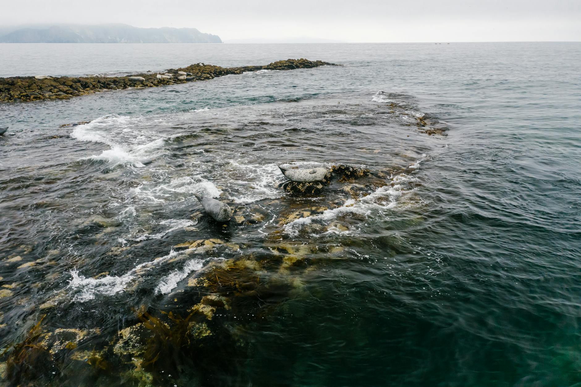 The Folklore Files: Selkies