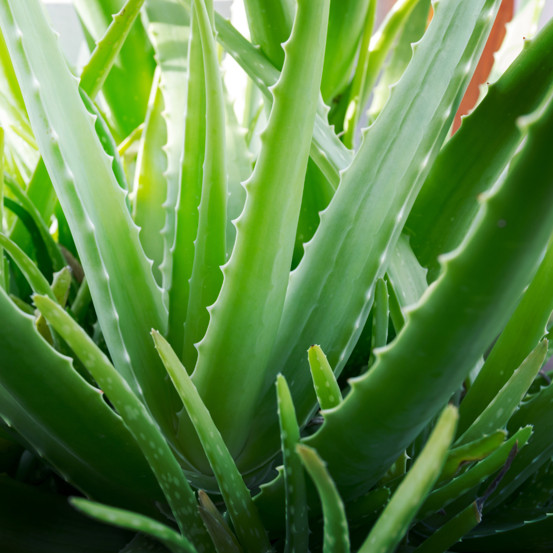 Botanicals 101: Aloe vera (Aloe barbadensis miller)