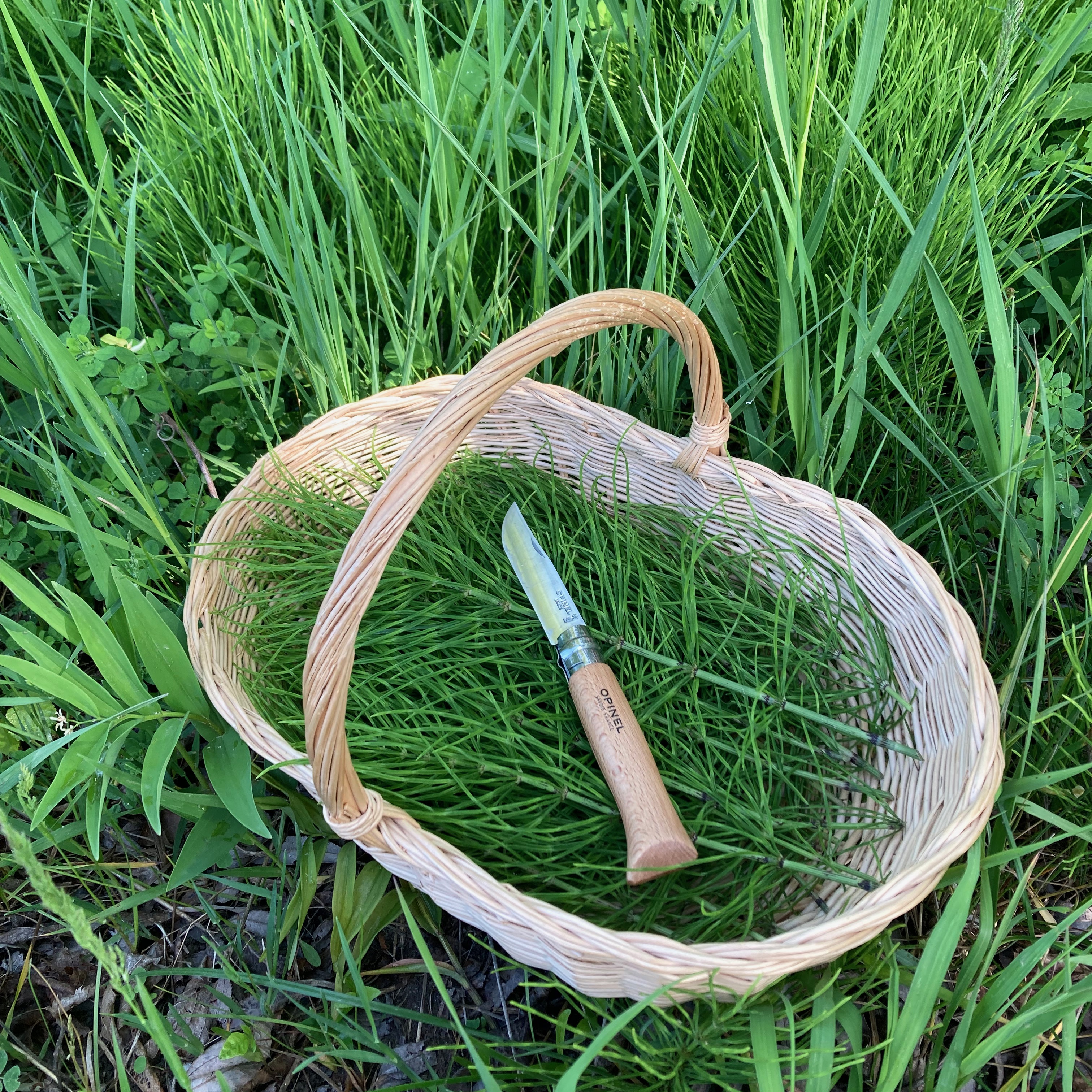 Witchy Wildcrafting & Fantastic Foraging