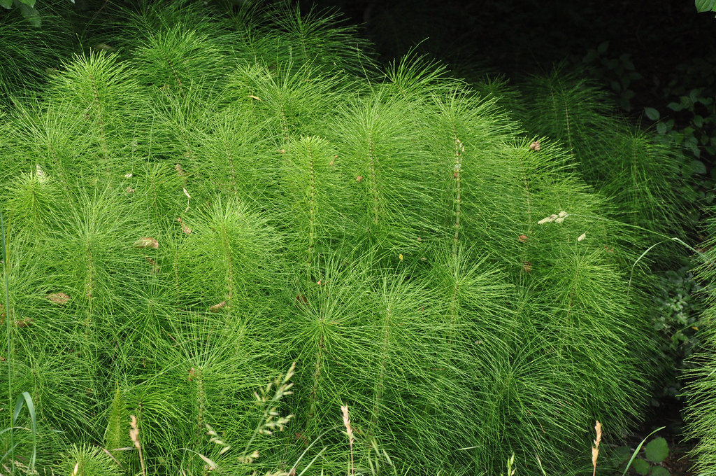 Botanicals 101: Horsetail (Equisetum arvense)