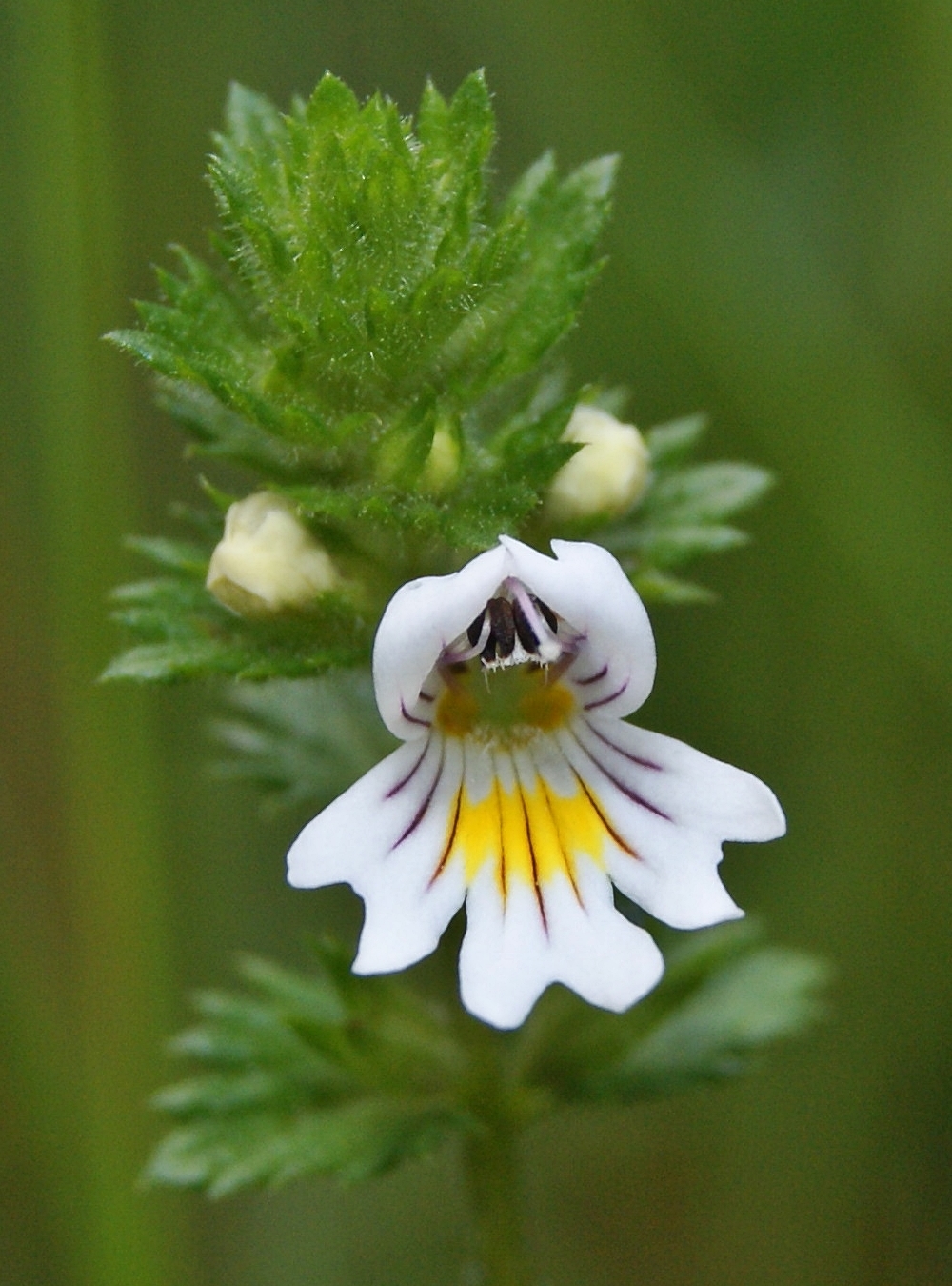Botanicals 101: Eyebright (Euphrasia officinalis)
