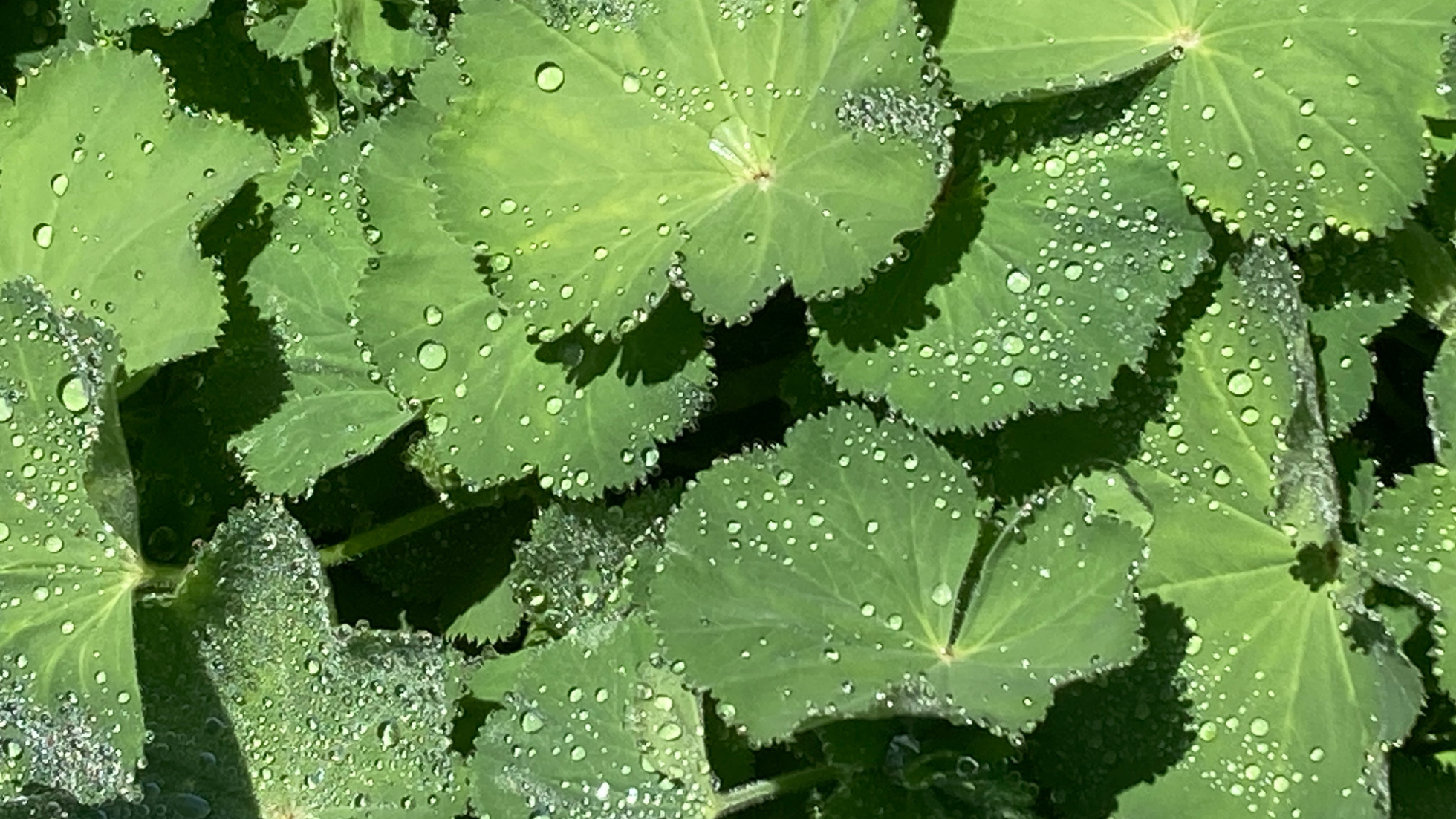 Botanicals 101: Lady’s Mantle (Alchemilla vulgaris)