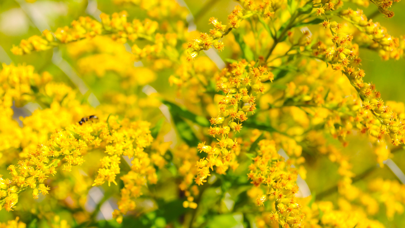 Botanicals 101: Goldenrod (Solidago spp.)