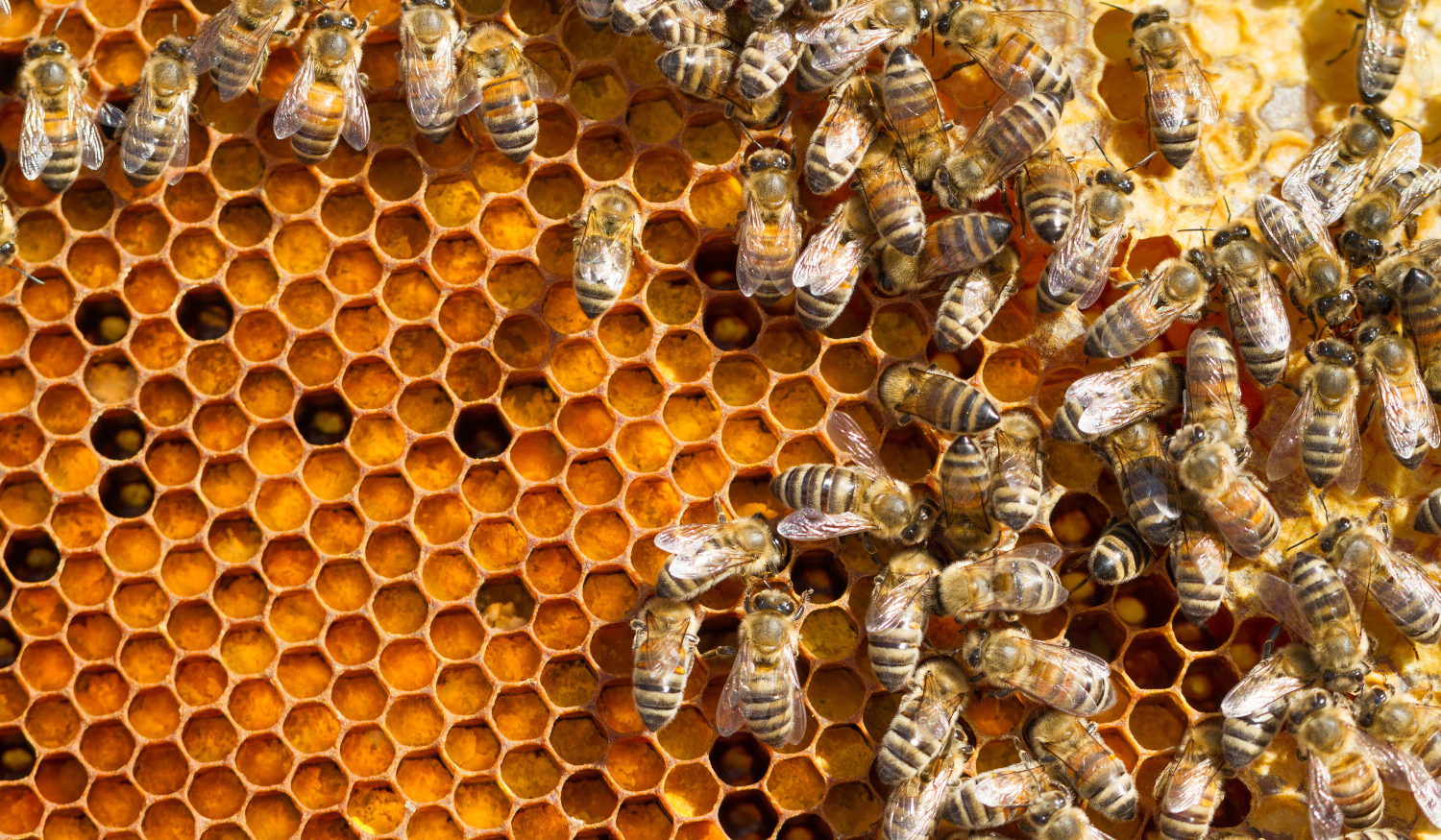 The First Month of Beekeeping