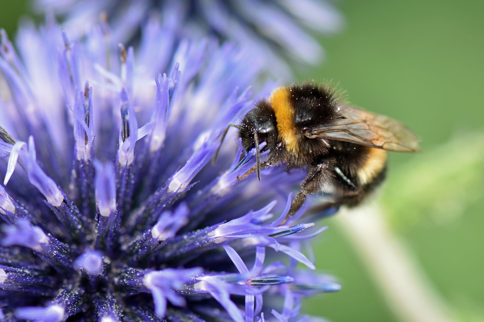 Botanicals 101: Globe Thistle (Echinops ritro)